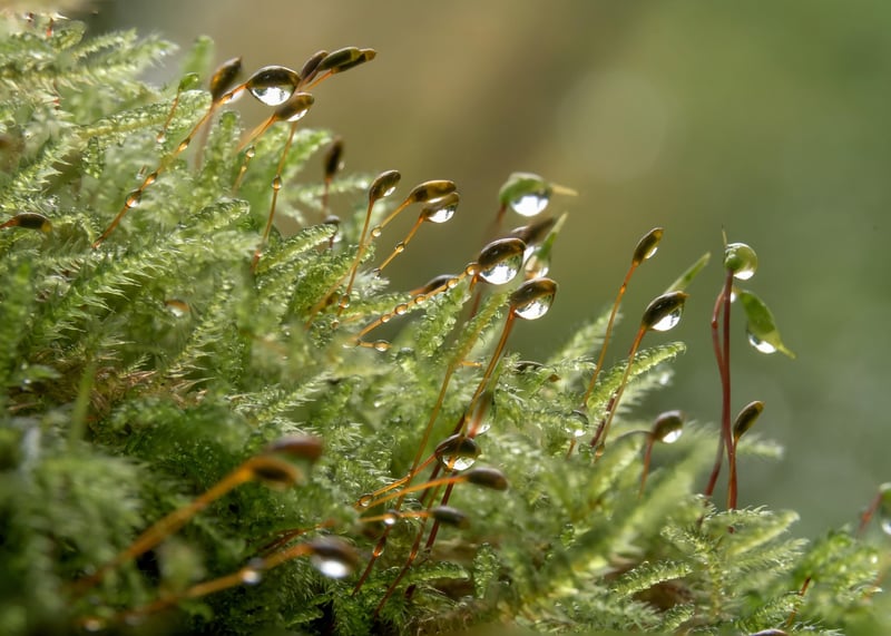 Moss Types