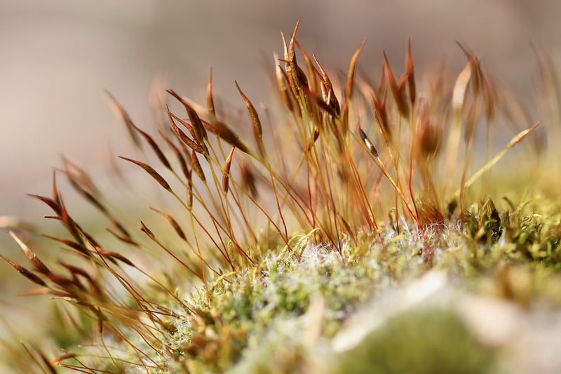 Moss Wall Art