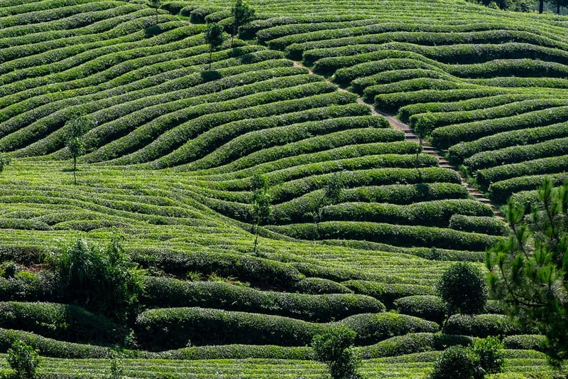 Tea Garden