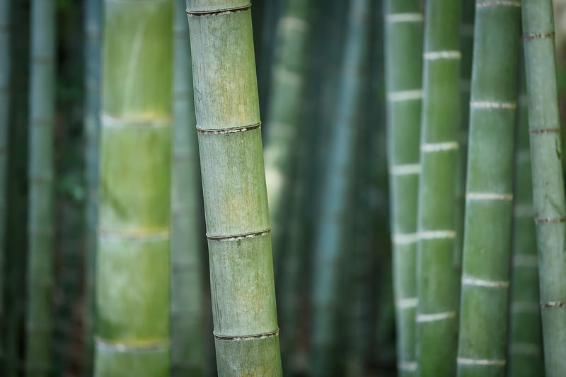 Bamboo in a Zen Garden