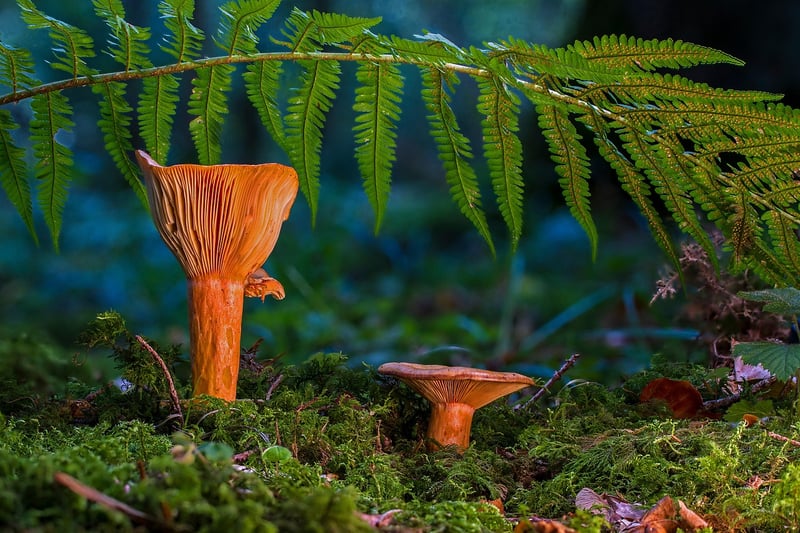 Fern Moss