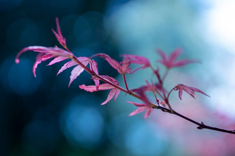 Japanese Maple Tree