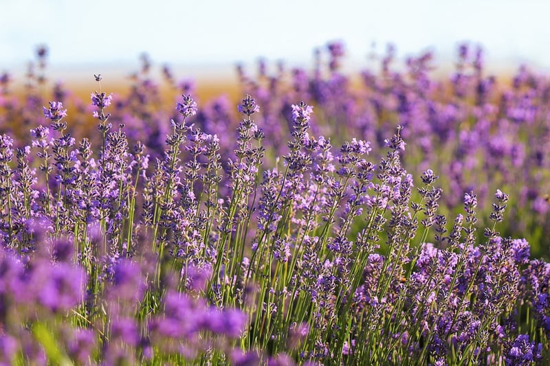 Aromatic Plants