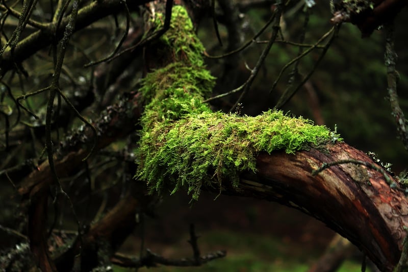 Haircap Moss