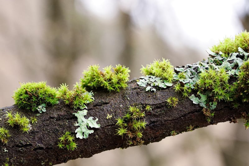 Cushion Moss