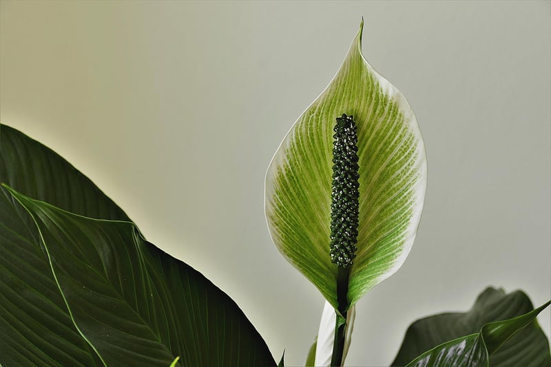 Peace Lily Plant